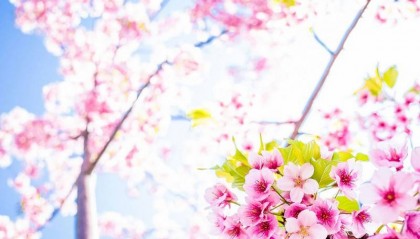 吉林省国开中专招生简章（消息）