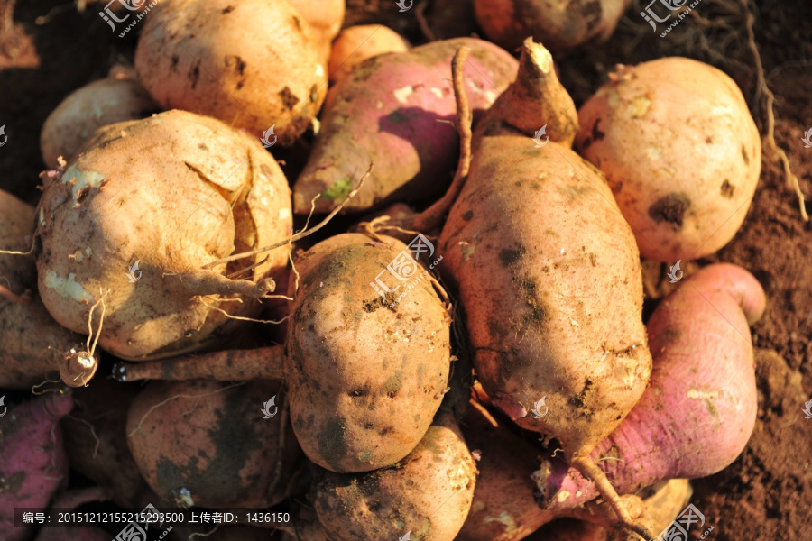 虚拟币番薯(虚拟币for)